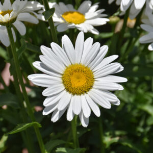 White Magic Shasta Daisy flowers
