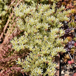 Red Wiggle Stonecrop flowers