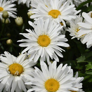 Whoops-A-Daisy Shasta Daisy flowers