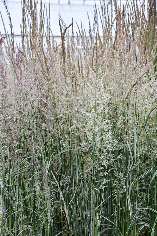 Variegated Reed Grass flowers