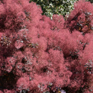 Royal Purple Smokebush flowers