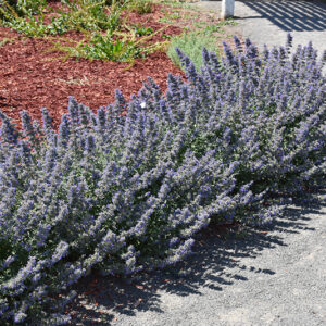 Walker's Low Catmint in bloom