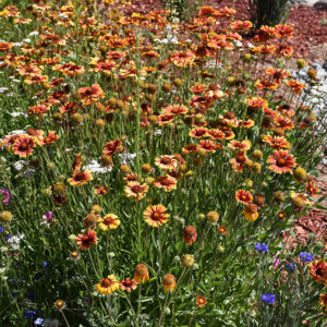 Blanket Flower in bloom