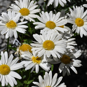 Sweet Daisy™ Birdy Shasta Daisy flowers