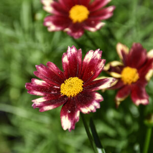 Lil' Bang&trade; Red Elf Tickseed flowers