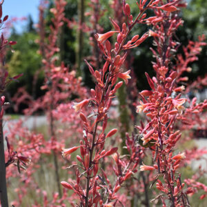 Red Yucca flowers
