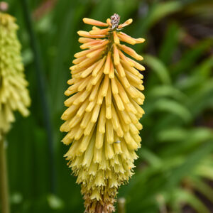 Torchlily flowers