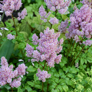 Ice Cream Astilbe flowers