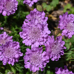 Flutter&trade; Rose Pink Pincushion Flower flowers