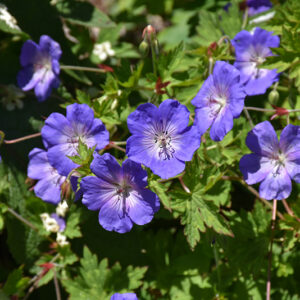 Brookside Cranesbill flowers
