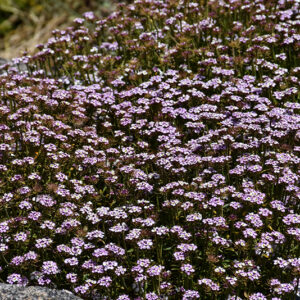 Pink Ice Candytuft flowers