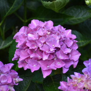 Cityline&reg; Venice Dwarf Hydrangea flowers