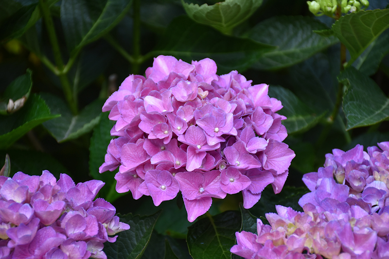 Cityline® Venice Dwarf Hydrangea flowers