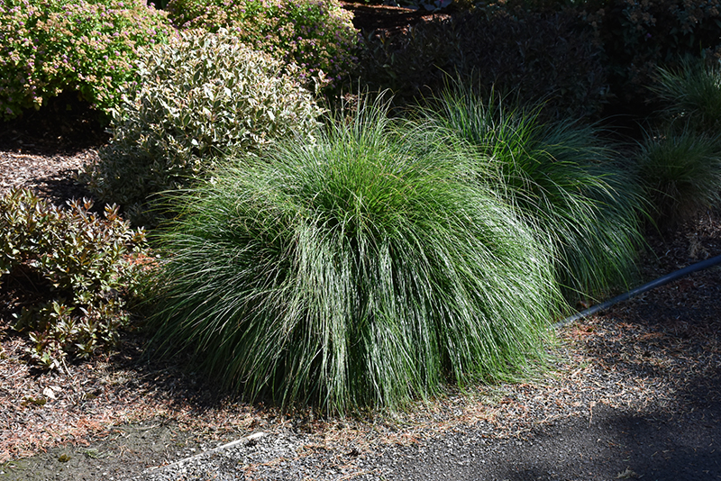 Little Bunny Dwarf Fountain Grass