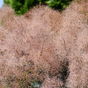 Pink Champagne Smokebush flowers