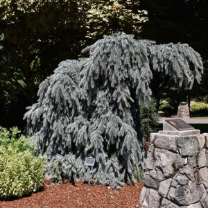 The Blues Colorado Blue Spruce