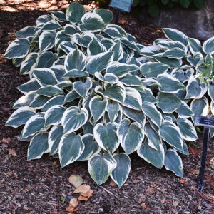 El Nino Hosta