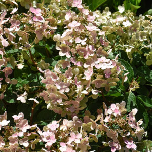 Early Evolution Hydrangea flowers