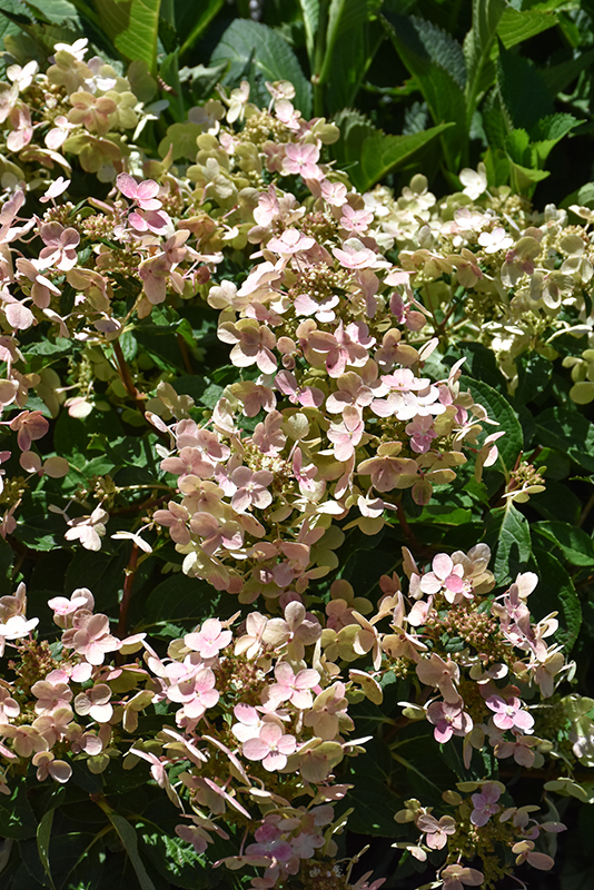 Early Evolution Hydrangea flowers