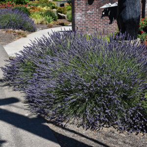 Phenomenal Lavender in bloom