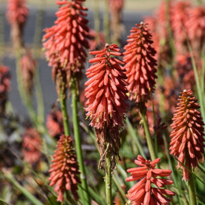 Redhot Popsicle&trade; Torchlily flowers