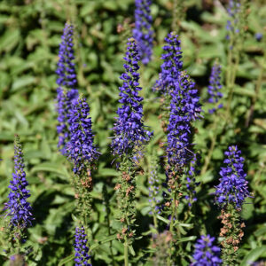 Venture&trade; Blue Speedwell flowers