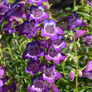 Cha Cha™ Purple Beard Tongue flowers