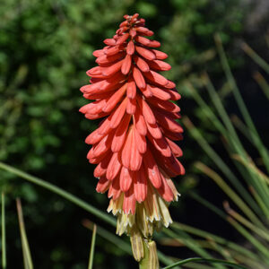 Rocket Jr. Dwarf Torchlily flowers