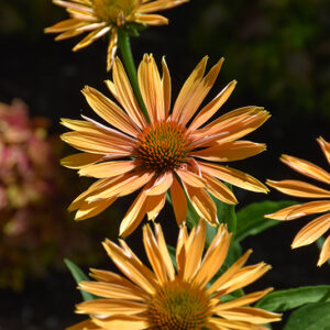 Big Kahuna Coneflower flowers