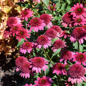 Giddy Pink Coneflower flowers