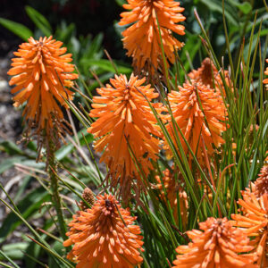 Poco&trade; Orange Torchlily flowers