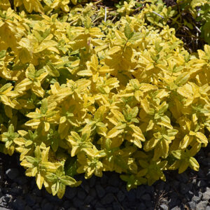 Aztec Gold Creeping Speedwell
