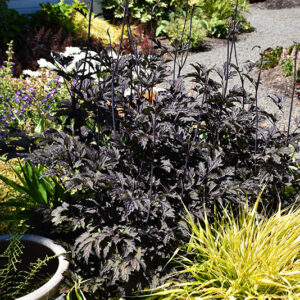 Black Negligee Bugbane