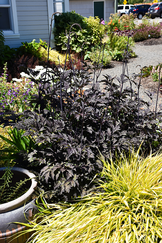 Black Negligee Bugbane
