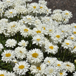 Victorian Secret Shasta Daisy flowers