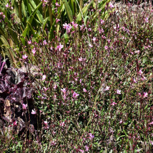 Confetti&trade; Pink Gaura flowers
