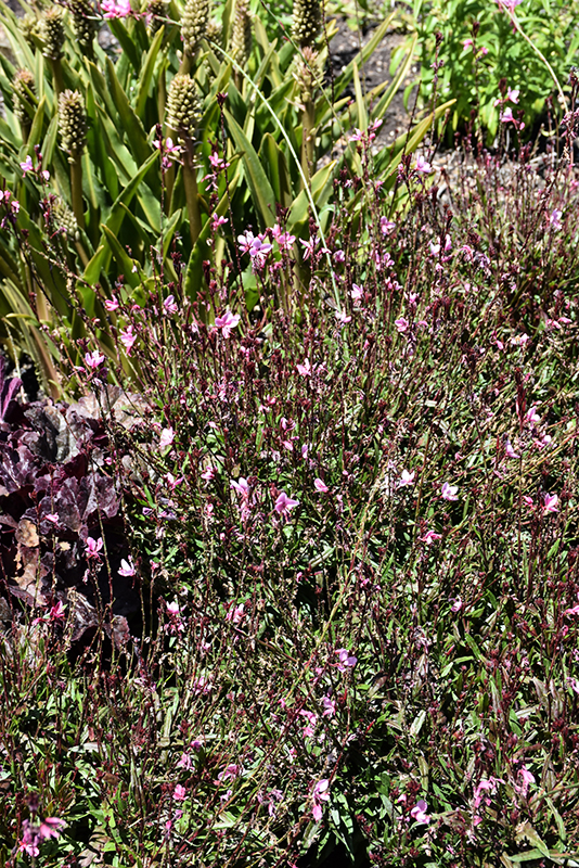 Confetti™ Pink Gaura flowers