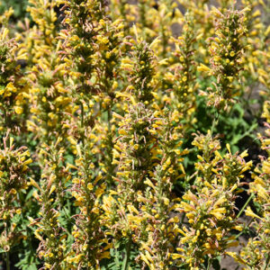 Kudos&trade; Yellow Hyssop flowers