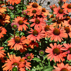 Kismet&reg; Intense Orange Coneflower flowers