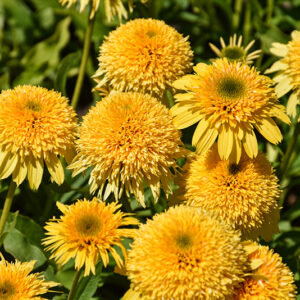 Cara Mia&trade; Yellow Coneflower flowers
