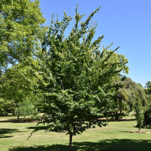 Rising Fire® American Hornbeam