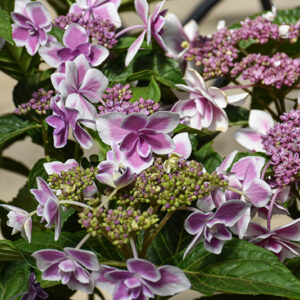 Star Gazer Hydrangea flowers