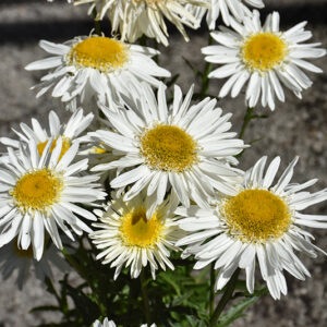 Realflor® Real Glory Shasta Daisy flowers