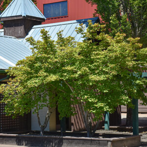 Vine Maple