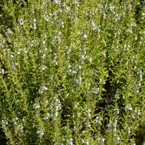Winter Savory flowers
