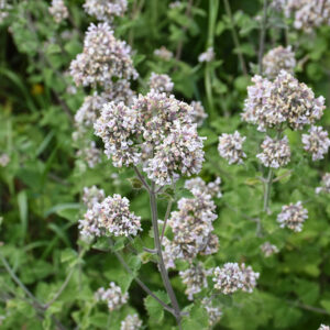 Catnip flowers