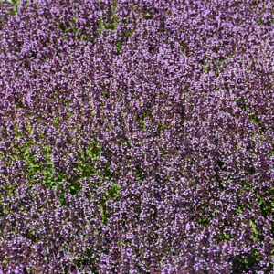 Lemon Thyme in bloom
