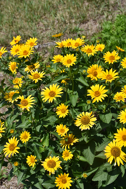 False Sunflower flowers