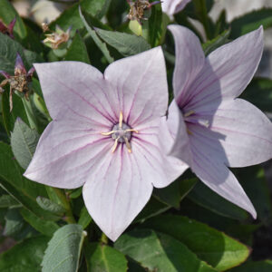 Astra Pink Balloon Flower flowers