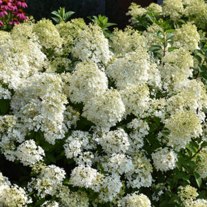 Bobo&reg; Hydrangea flowers